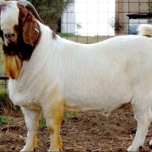 Goat