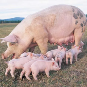 Pigs And Piglet