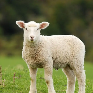 Lamb