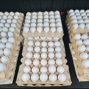 Fresh White Chicken Eggs