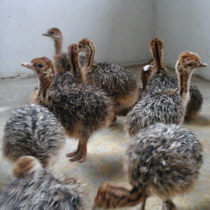 Ostrich Chick