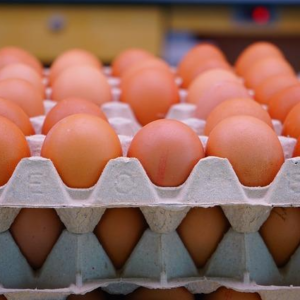 Fresh Brown Chicken Eggs